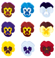Viola tricolor vector image