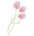 Bouquet of tulips vector image