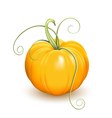 Pumpkin vector image