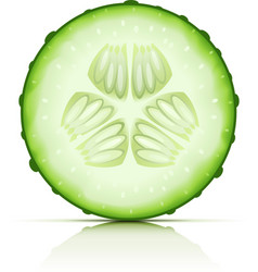 Ripe cucumber vector image