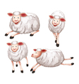 Sheeps vector image