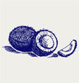 Coconut vector image