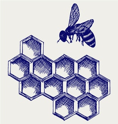 Working bee on honeycells vector image