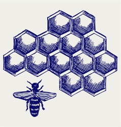 Working bee on honeycells vector image