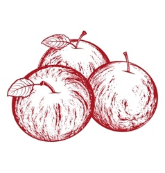 Apples vector image