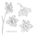 narcissus flowers set vector image