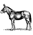 Mule vector image