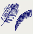 Palm leaves vector image