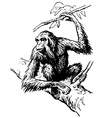 Orangutan vector image