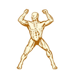 Male human anatomy body builder flexing muscle vector image