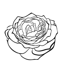 Rose in the style of black and white engraving vector image