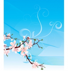 Blossoming cherry and blue sky vector image