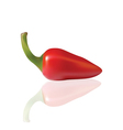 Red chilli vector image