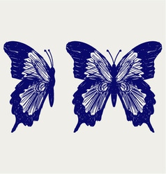 Butterfly vector image