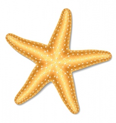 Starfish vector image