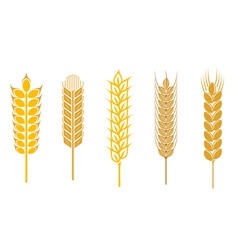 Cereal design elements vector image