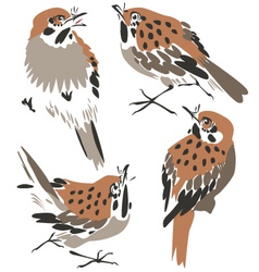Sparrow or thrush vector image