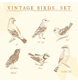 Set of birds vector image