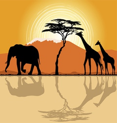 African landscape in sunset time vector image