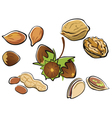 Nuts collection in cartoon style isolated vector image