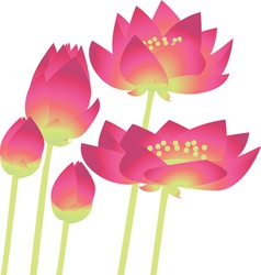 Water lily vector image
