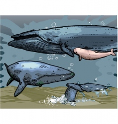 Whales vector image
