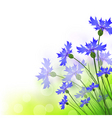 Cornflowers vector image
