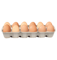 Eggs vector image