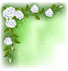 Roses vector image