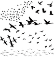 Silhouette a flock of birds vector image