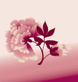 Peon flower vector image