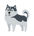 Siberian husky medium size dog breed isolated Siberian husky medium size dog breed isolated vector image