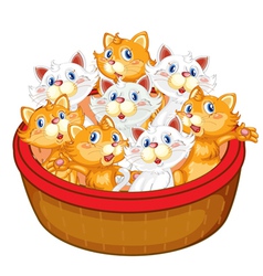 Kittens vector image