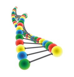 Dna model vector image
