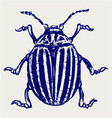 Beetle leptinotarsa decemlineata vector image