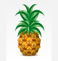 Pineapple vector image