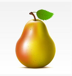 Pear vector image