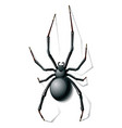 Widow spider vector image