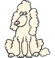 Poodle dog cartoon vector image