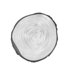 Wood texture of cutted tree trunk vector image