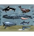 Whales vector image