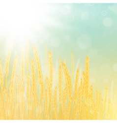 Wheat field vector image