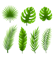 Tropical palm tree leaves collection vector image