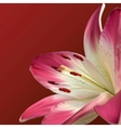 Pink Lily On Burgundy Background vector image