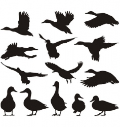 Mallard vector image