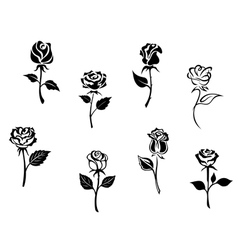 Rose flowers set vector image