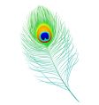 Peacock feather vector image