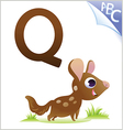Animal alphabet for the kids Q for the Quoll vector image