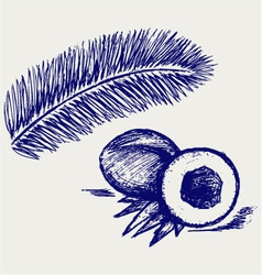 Coconut and palm treeCoconut and palm tree vector image