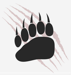 Bear footprint with claw scratches vector image